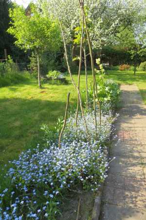 Apfelblüte im Frühling